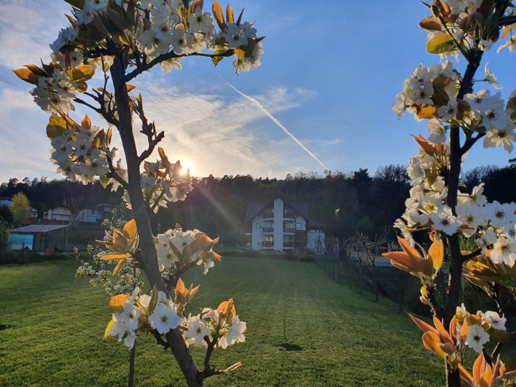 Detox & Mindfulness Retreat la Forest Villa