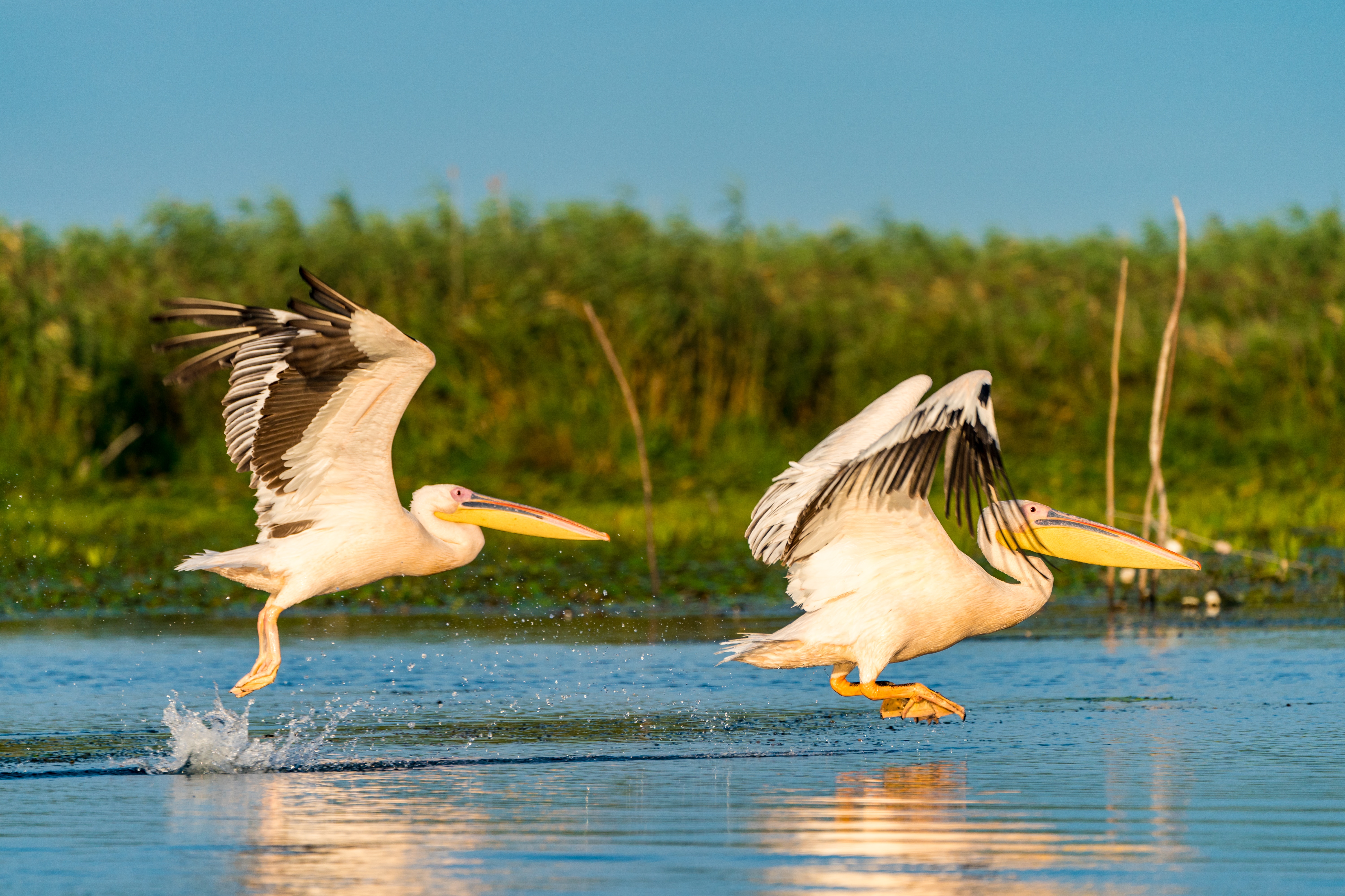 Eco-Retreat în Delta Dunării: caiac, birdwatching și viață simplă în natură