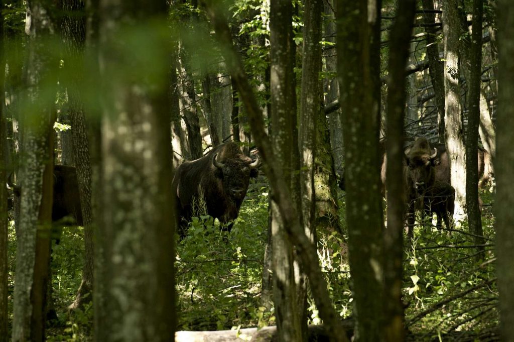Eco-Retreat în Ținutul Zimbrului: Plimbări prin pădure, observarea faunei și slow living