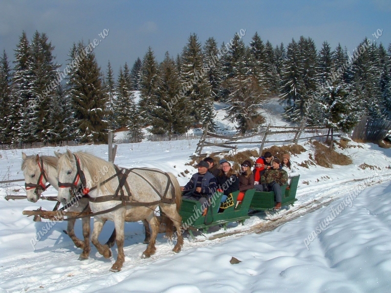 Retreat de Iarnă „Liniște pe Zăpadă” – Plimbări Conștiente în Munții Harghita