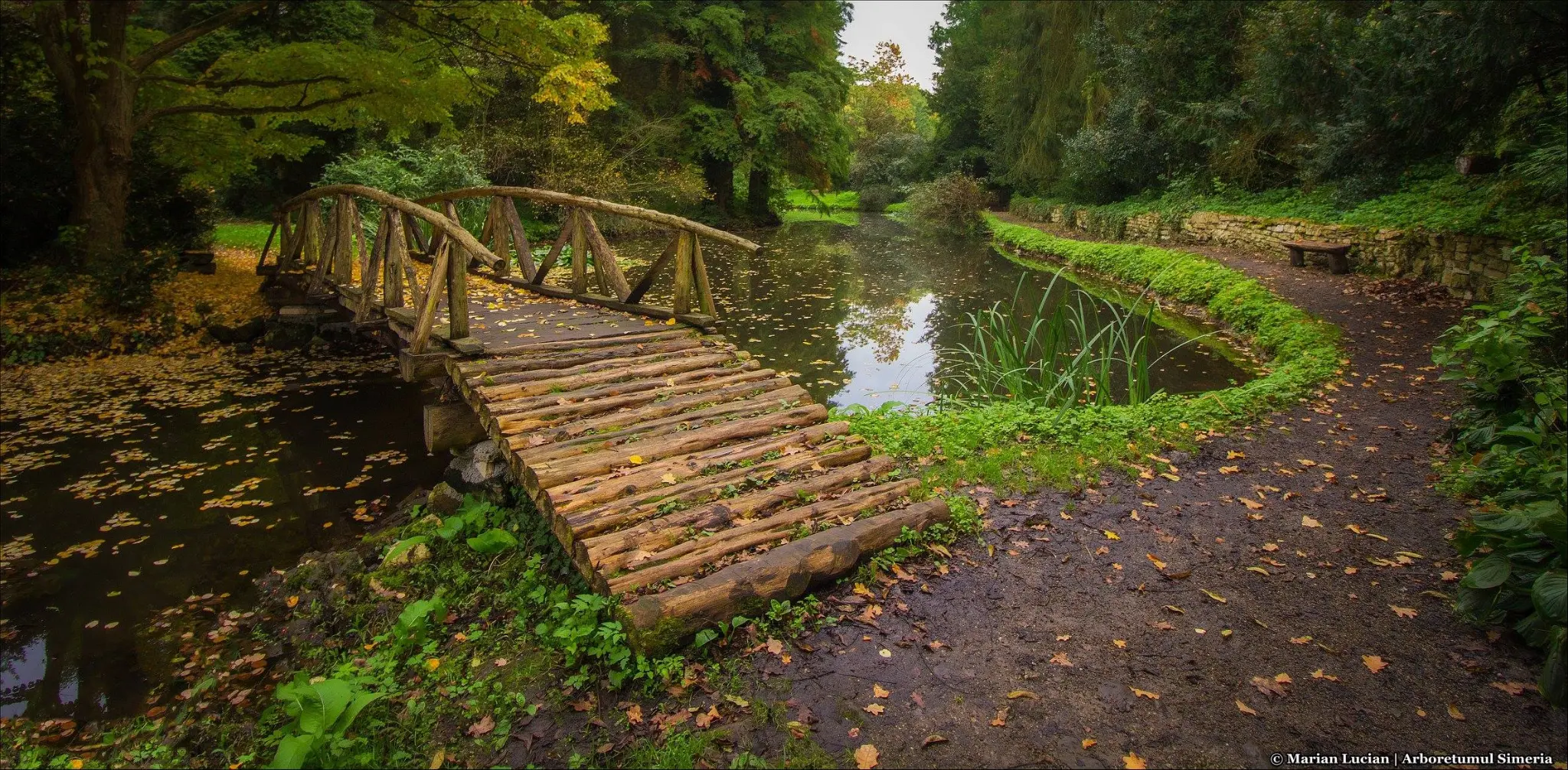 Tabăra de Forest Bathing și Respirat Aer de Pădure – Obcina Feredeului